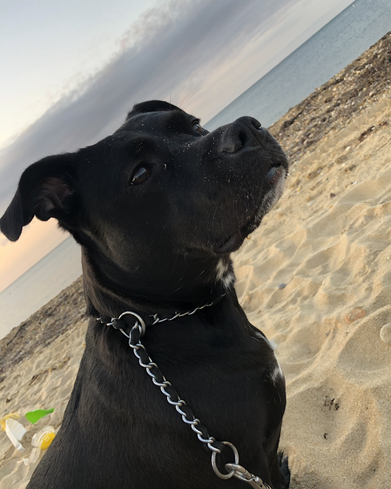 Roo
