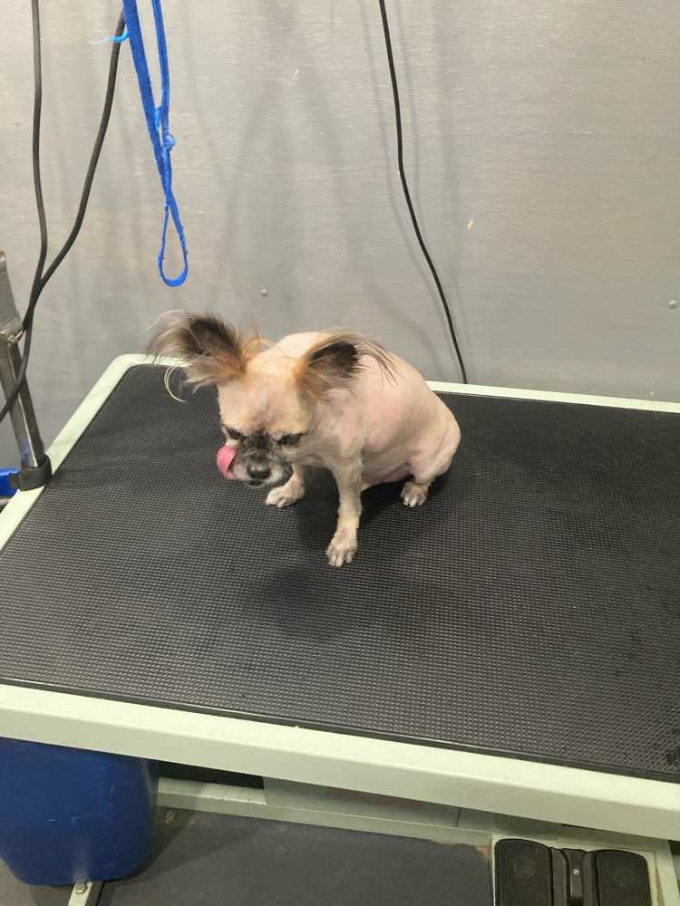 Gizmo