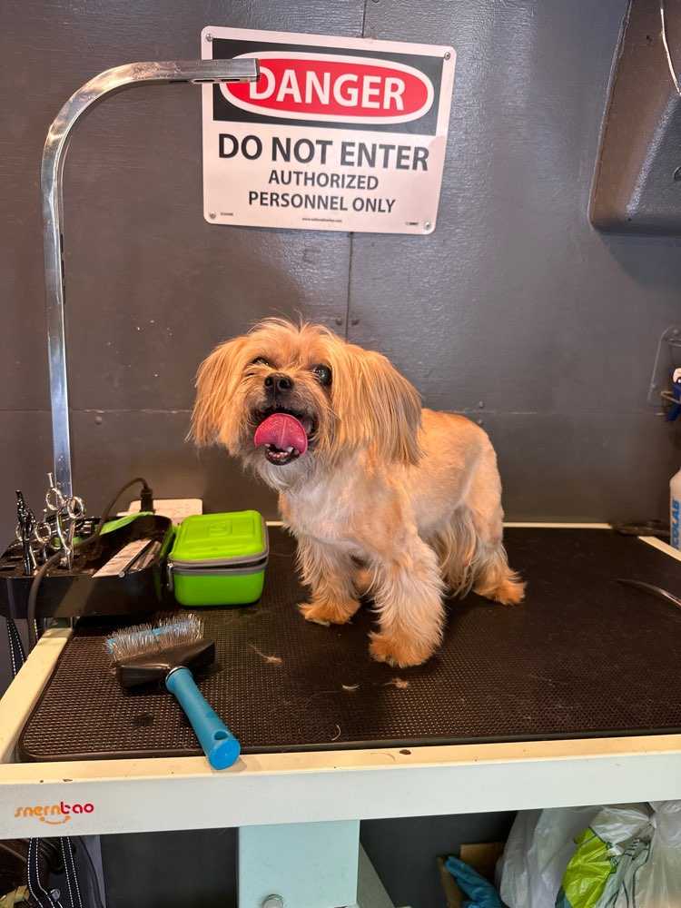 Dog Pet Photo