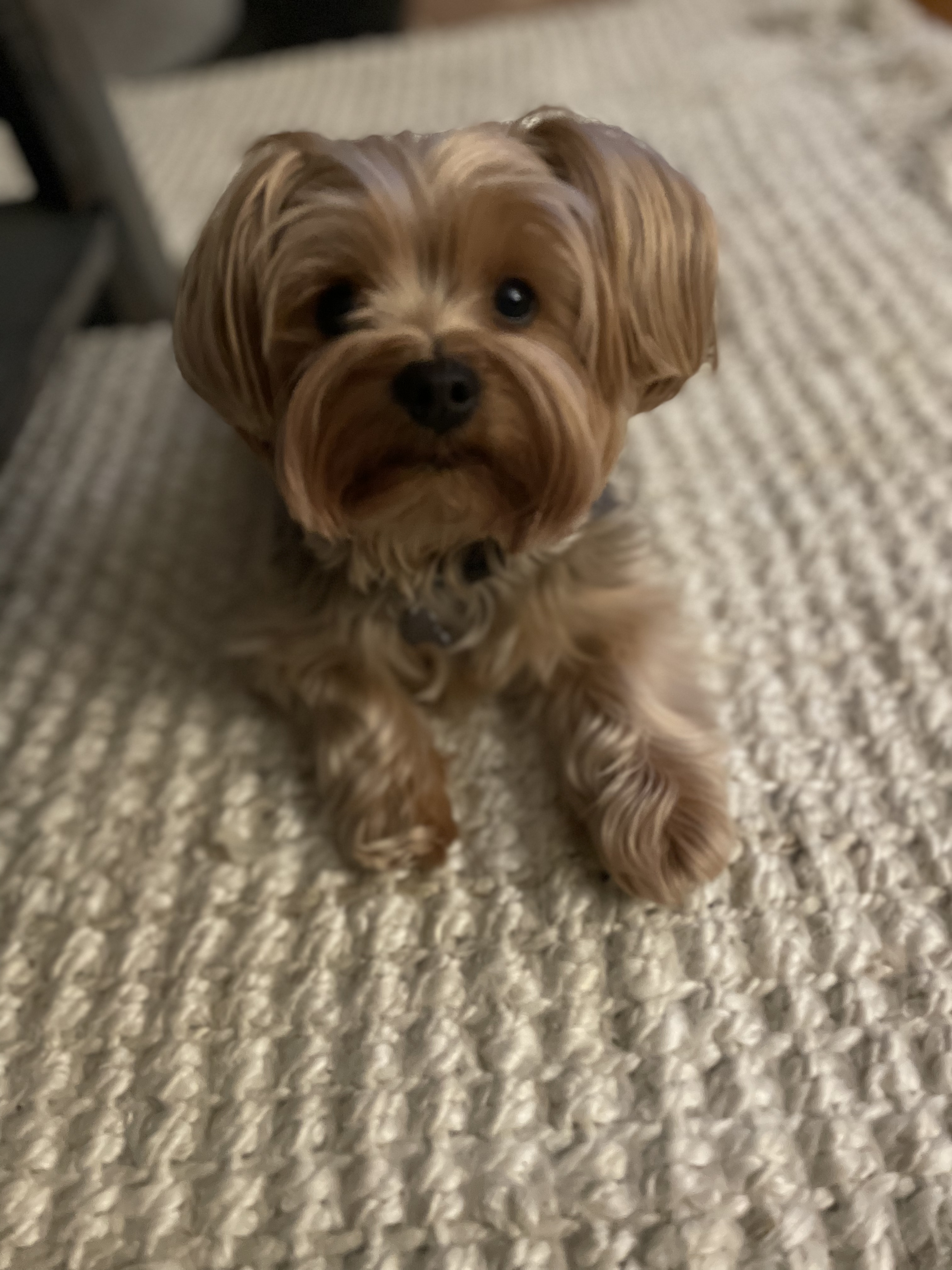 Louie