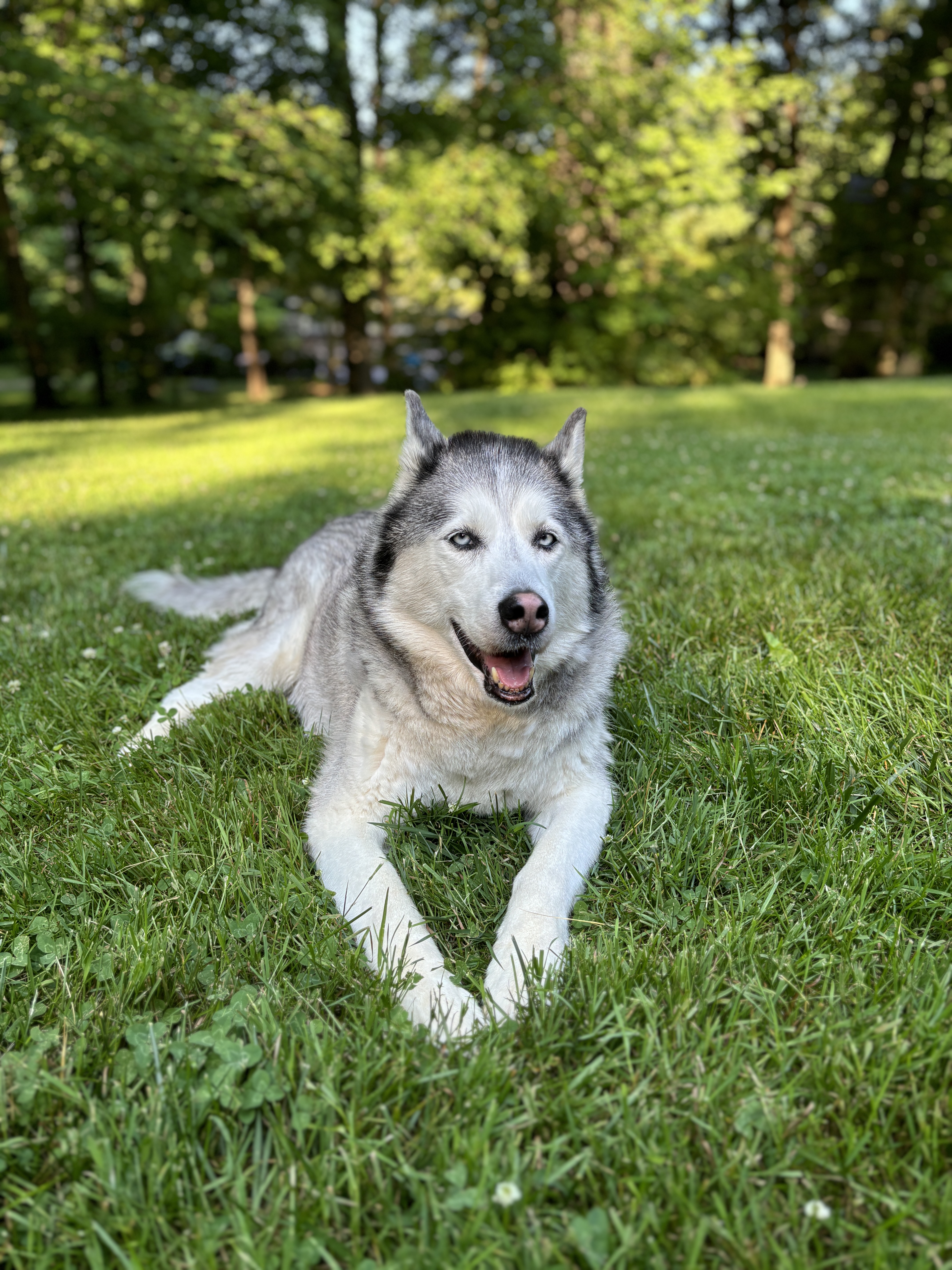 Lyra