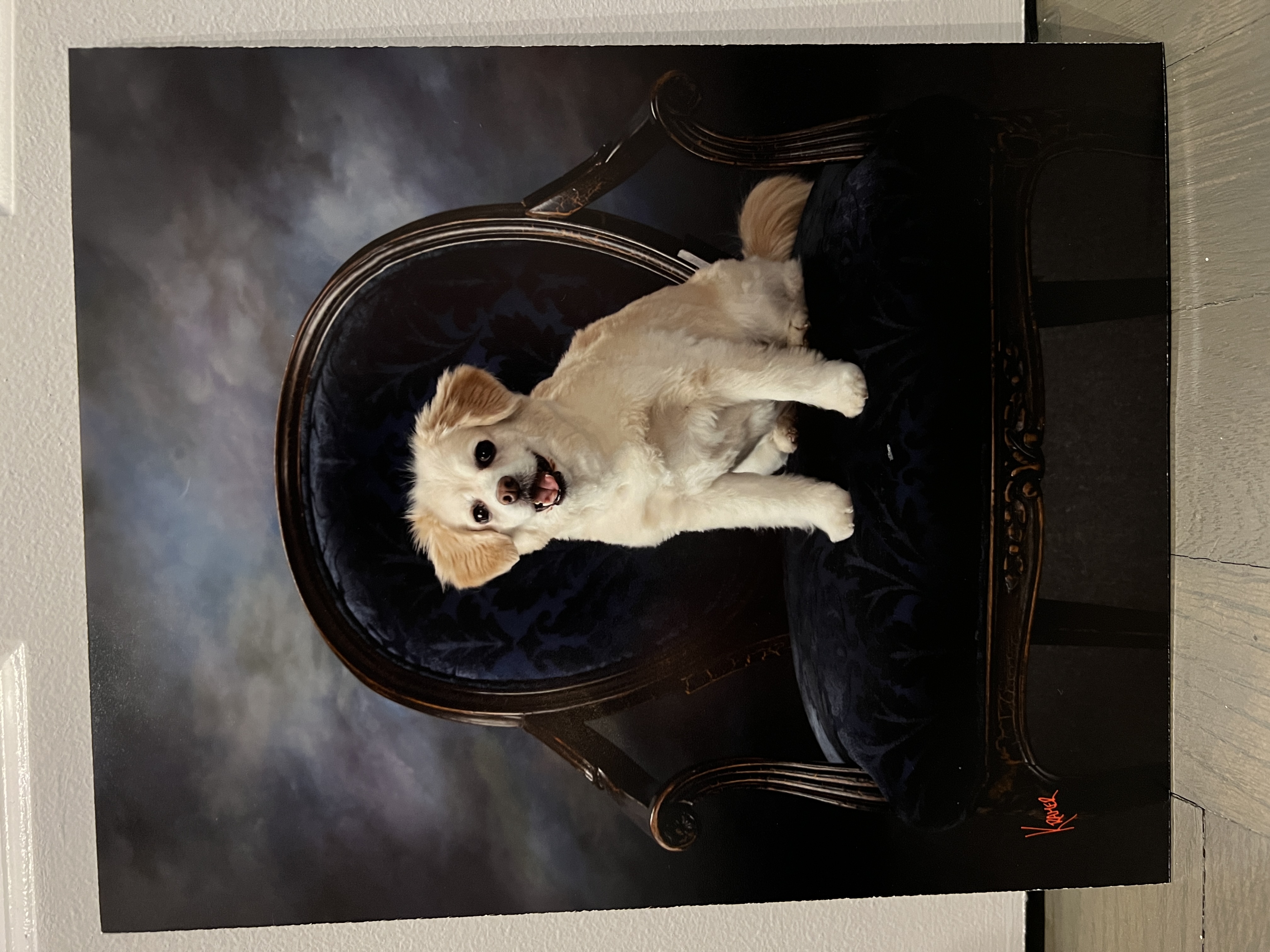 Dog Pet Photo