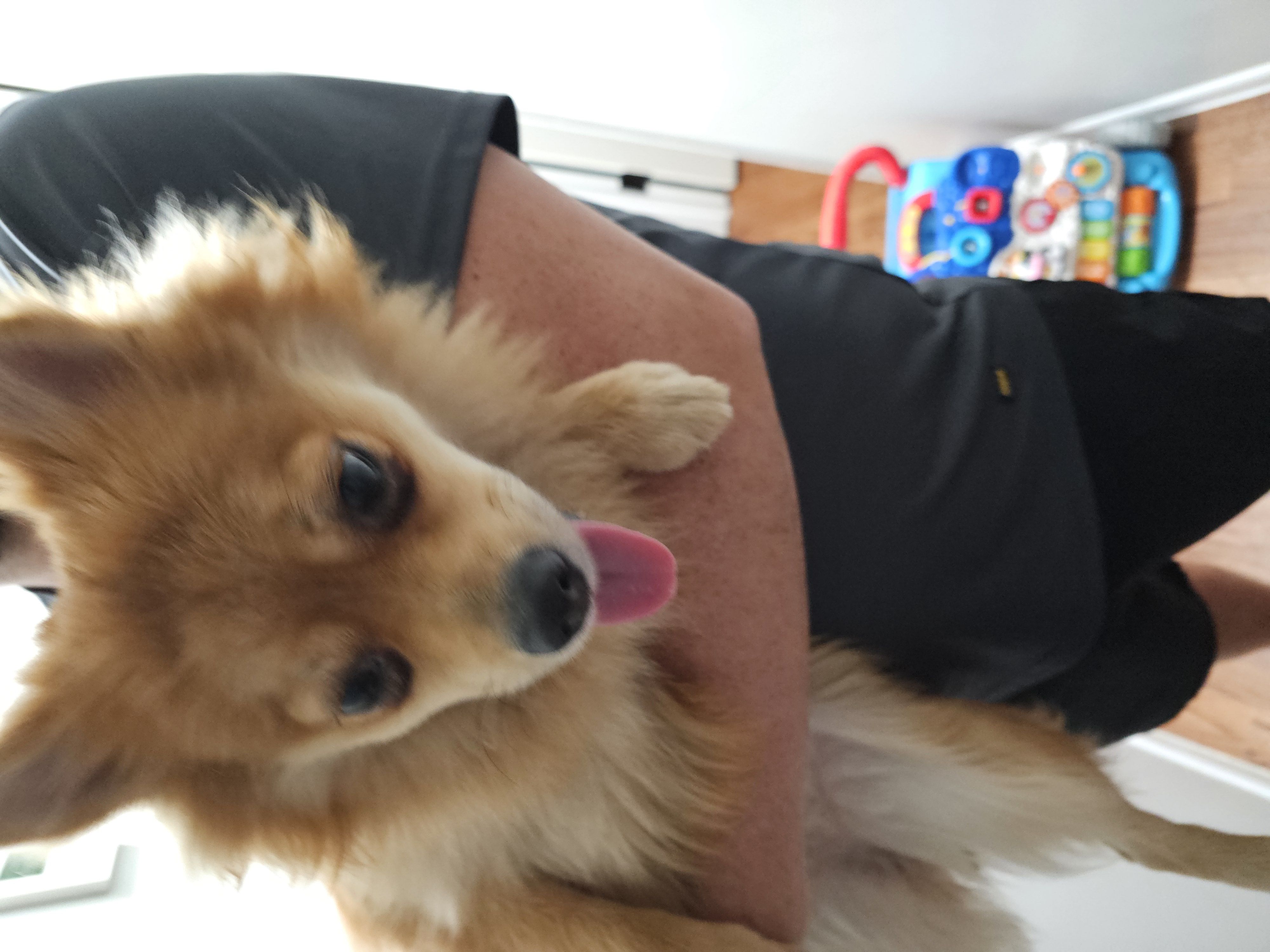 MAPLE
