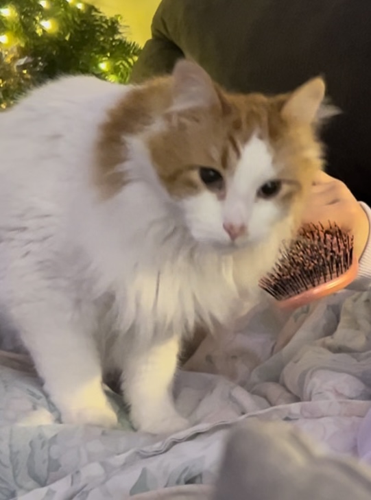 Mango
