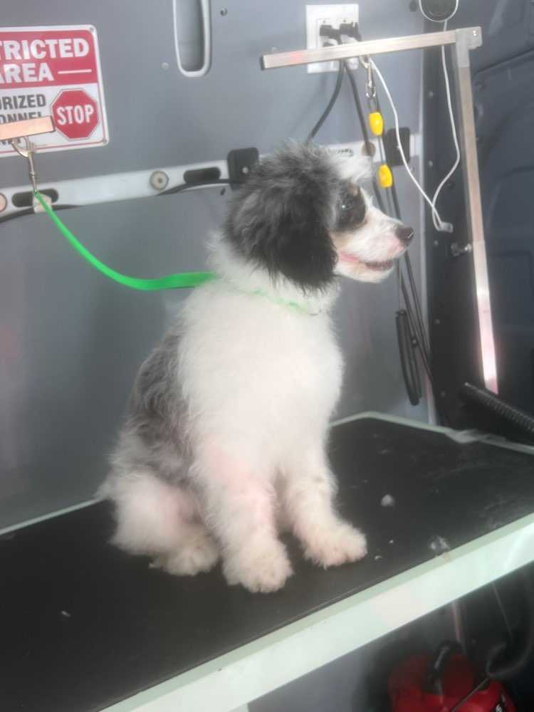 Pet