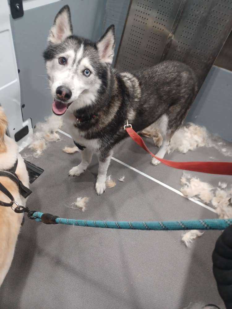 Drako