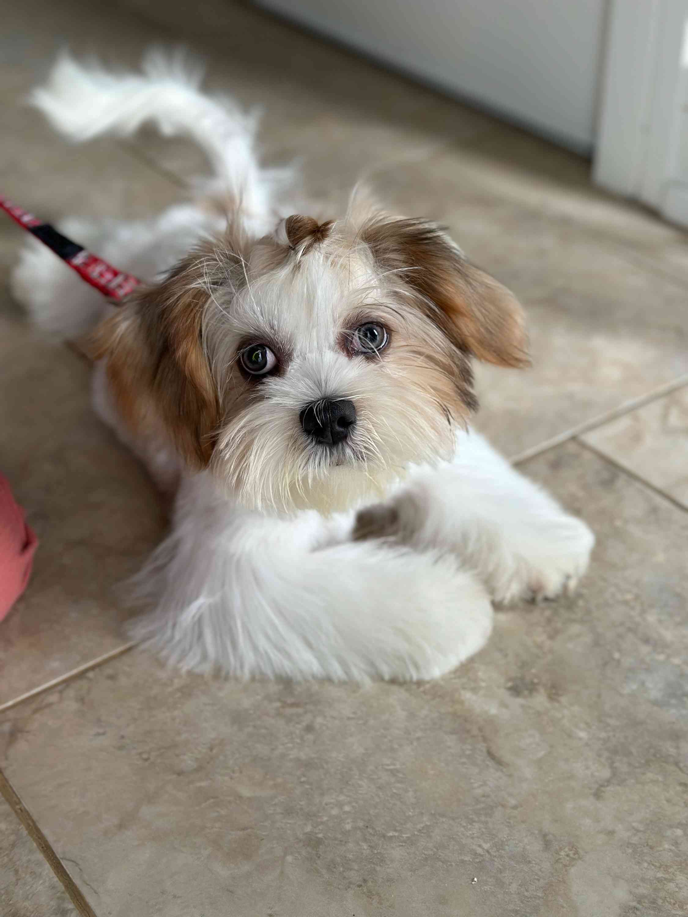 Lulubelle 