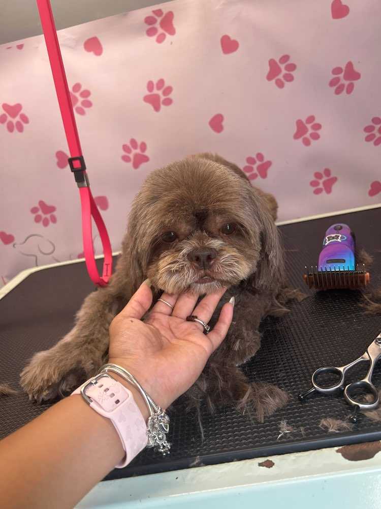 Teddy