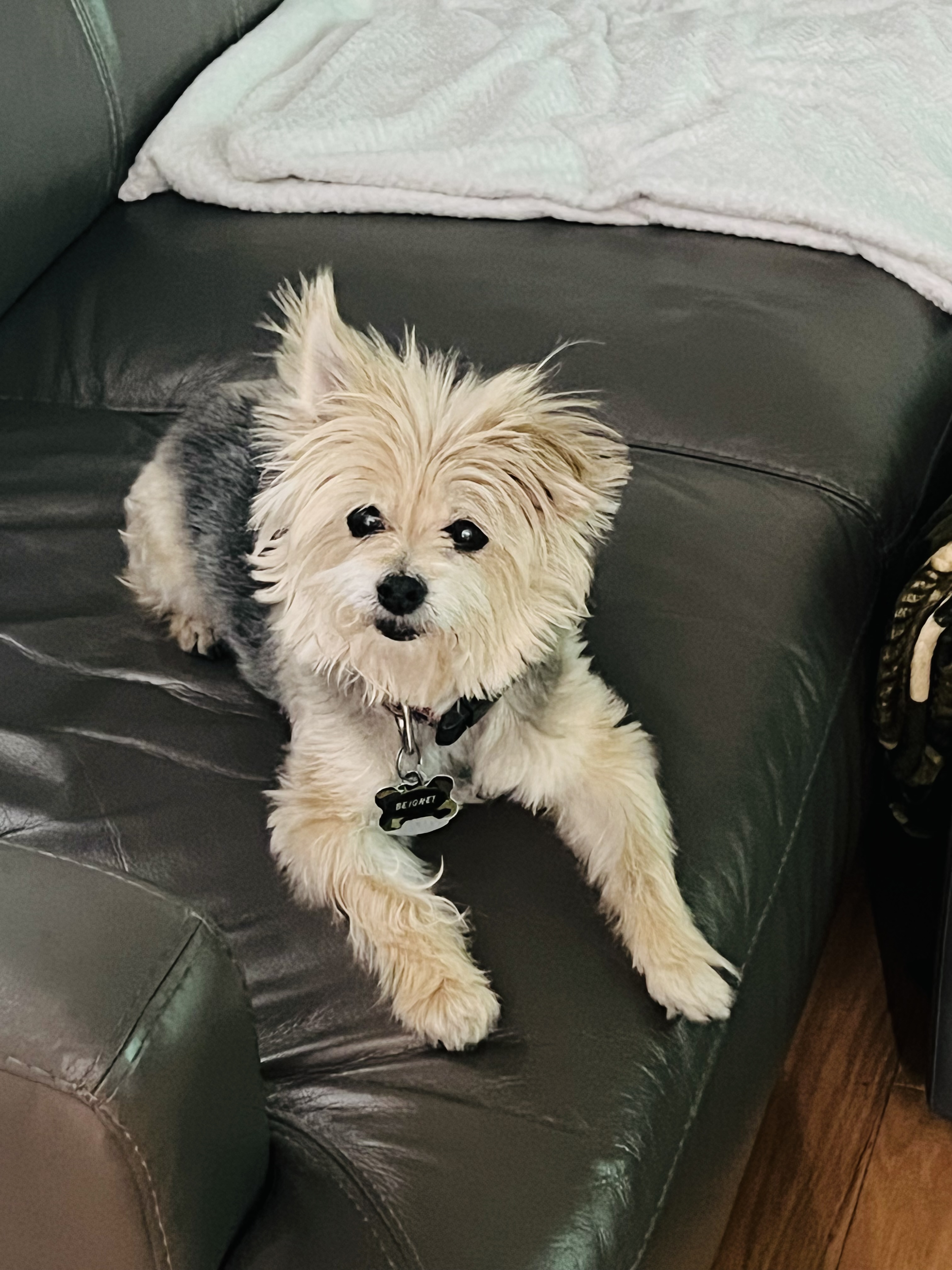 Beignet