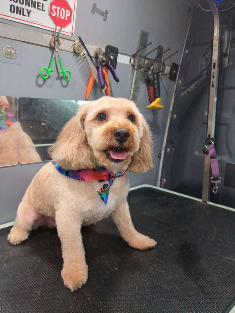 Chico
