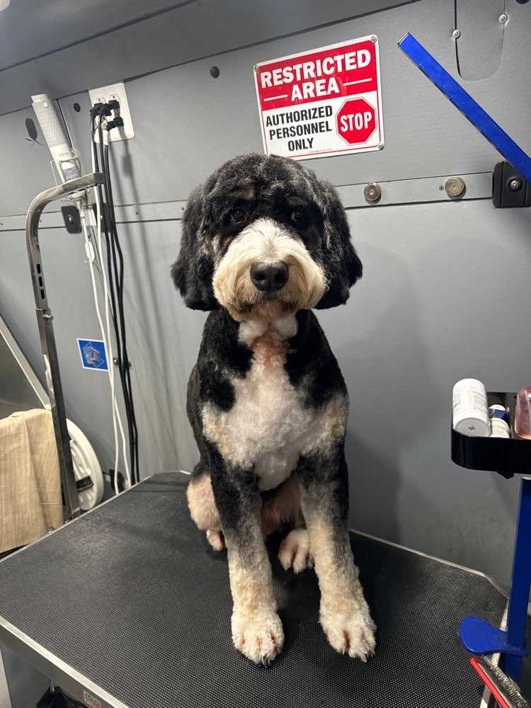 Gus