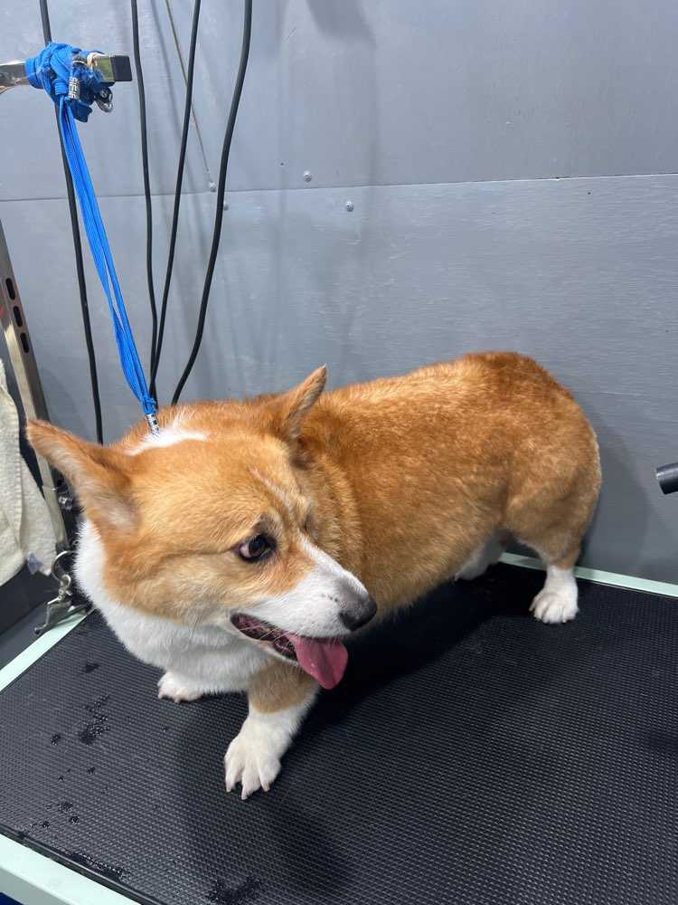 Nugget