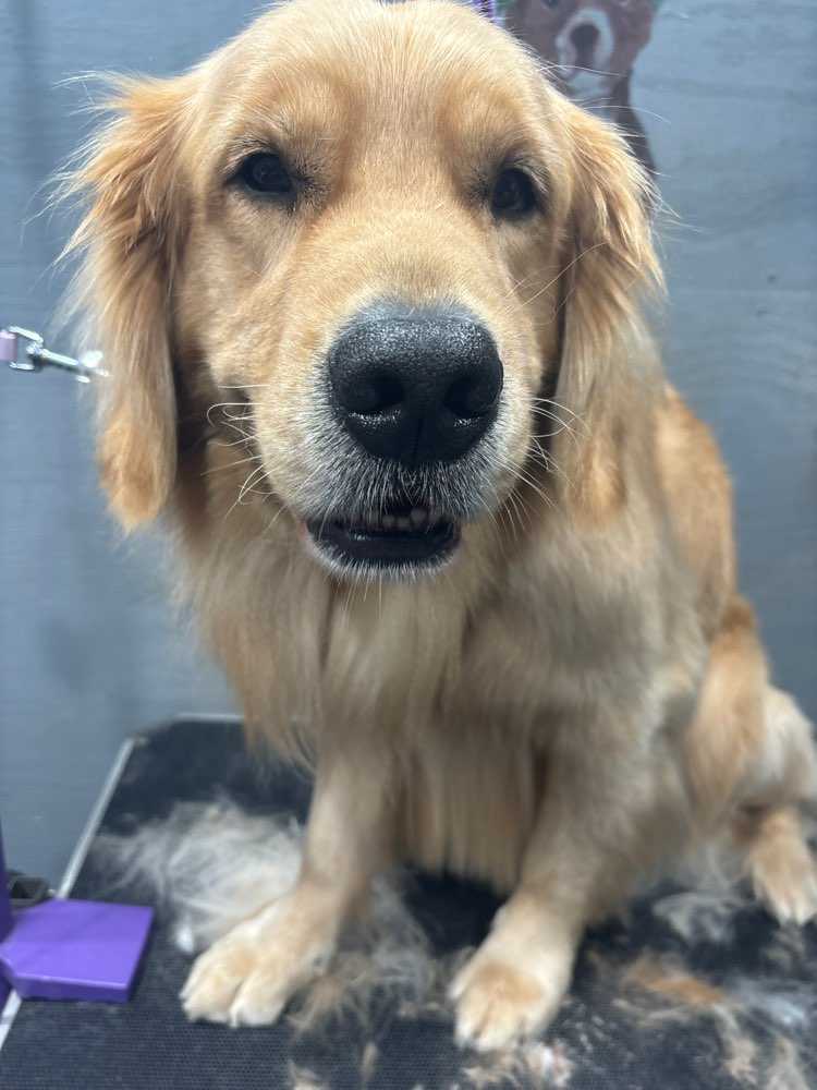 Archie