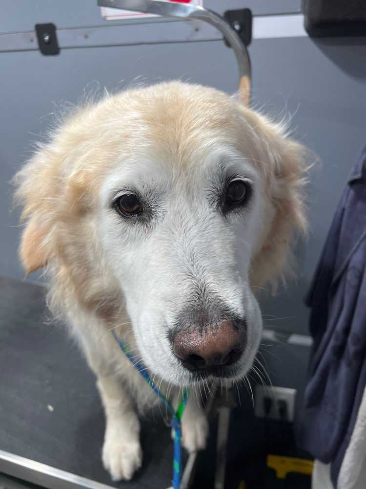 Dog Pet Photo