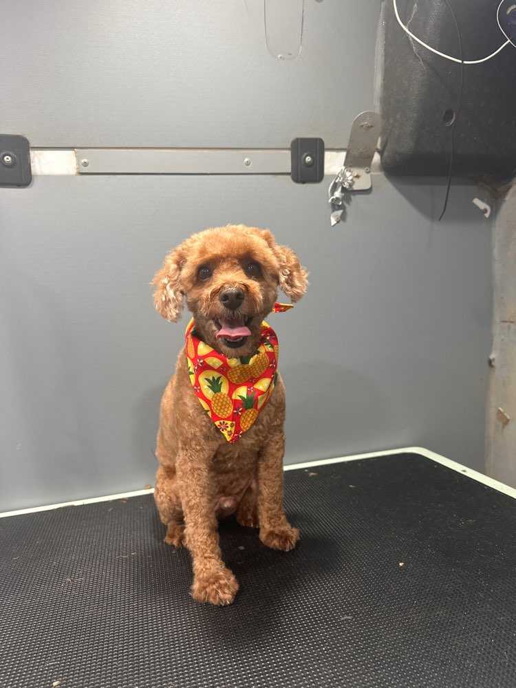 Teddy
