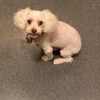 Dog Pet Photo