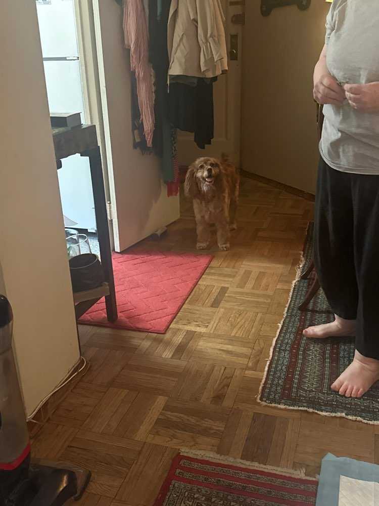 Dog Pet Photo