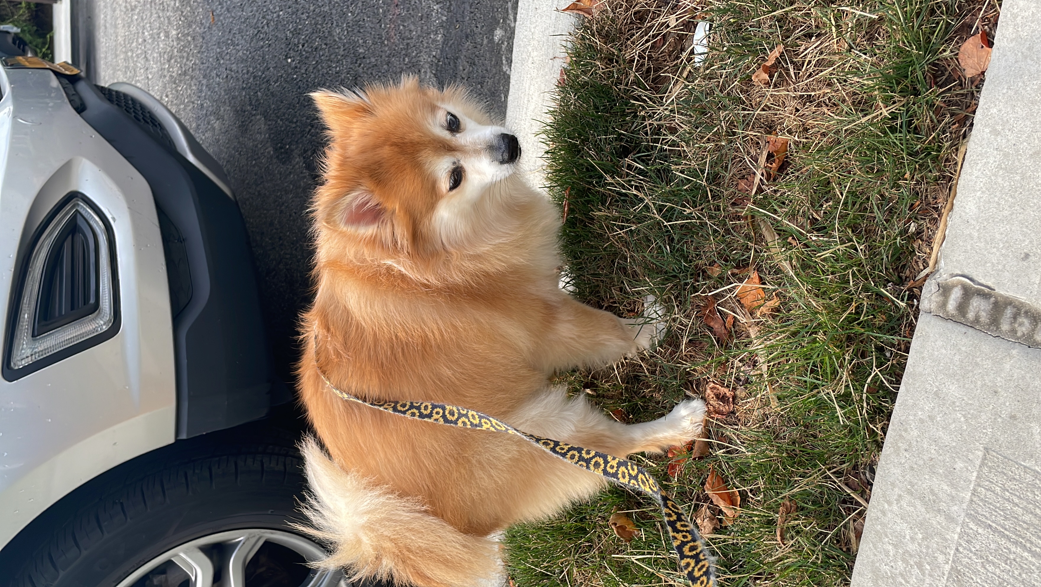 Dog Pet Photo