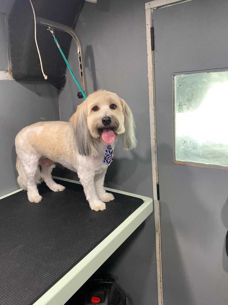 Benji