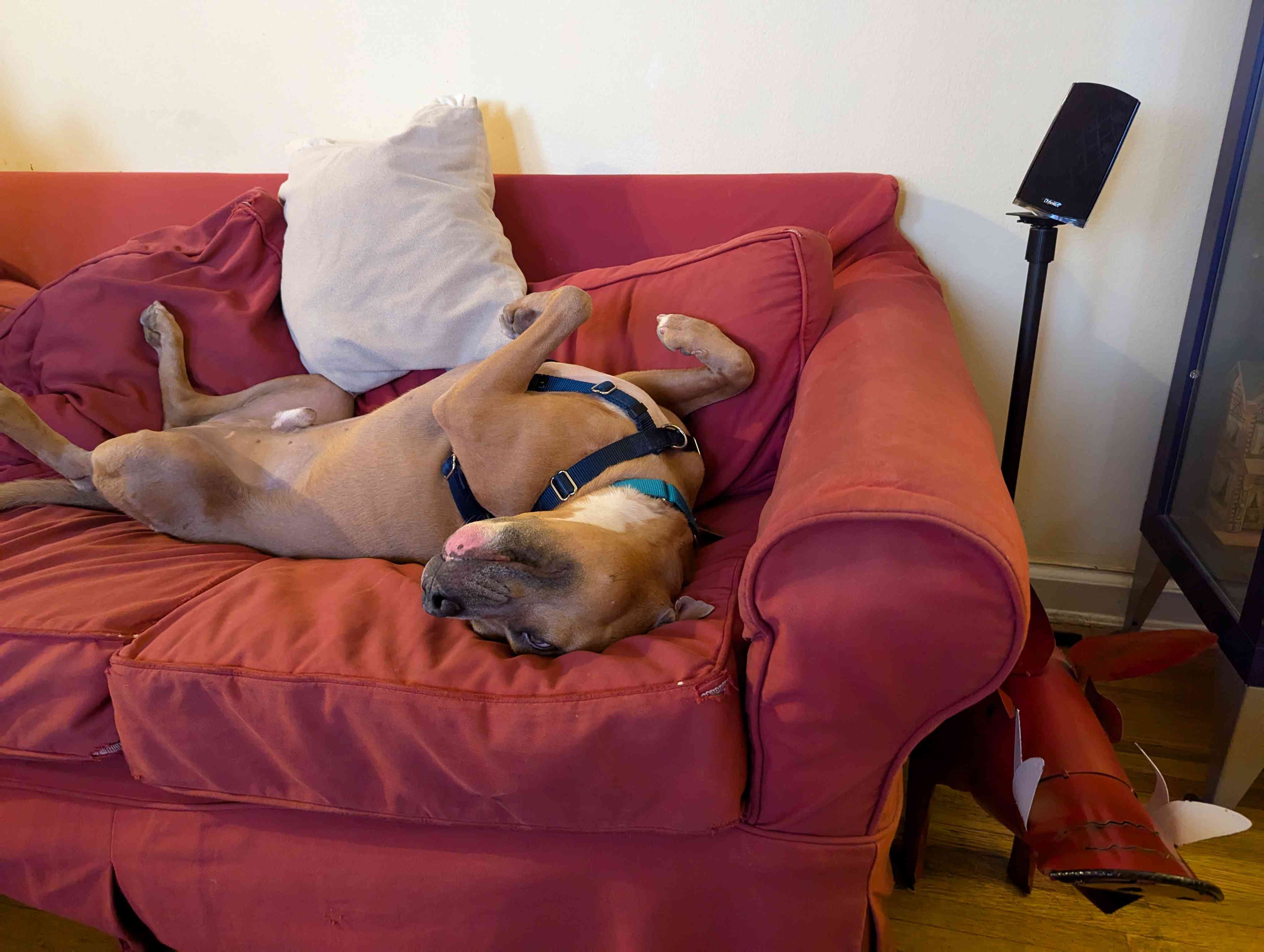Dog Pet Photo