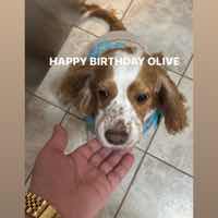 Olive