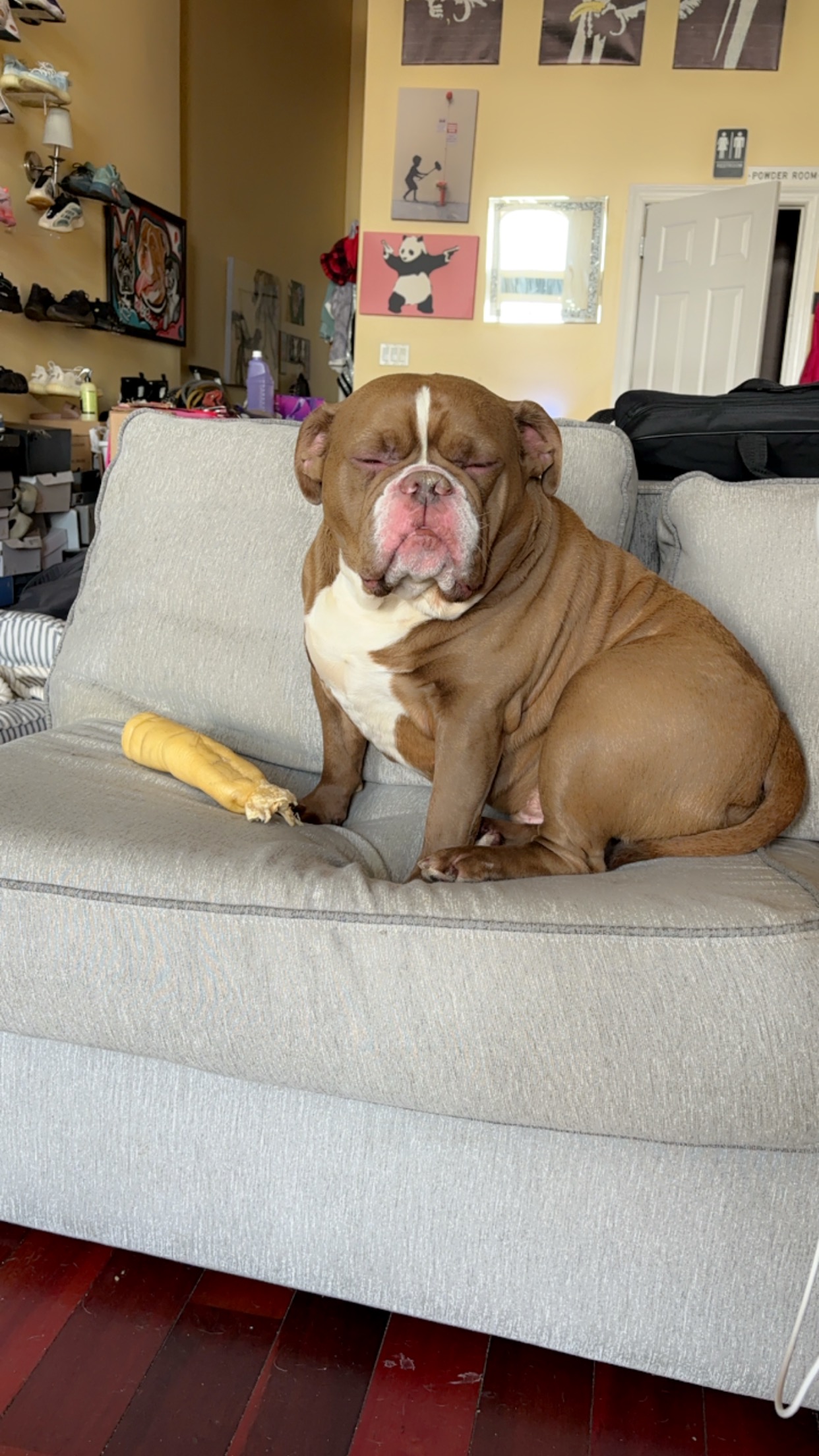 Pet