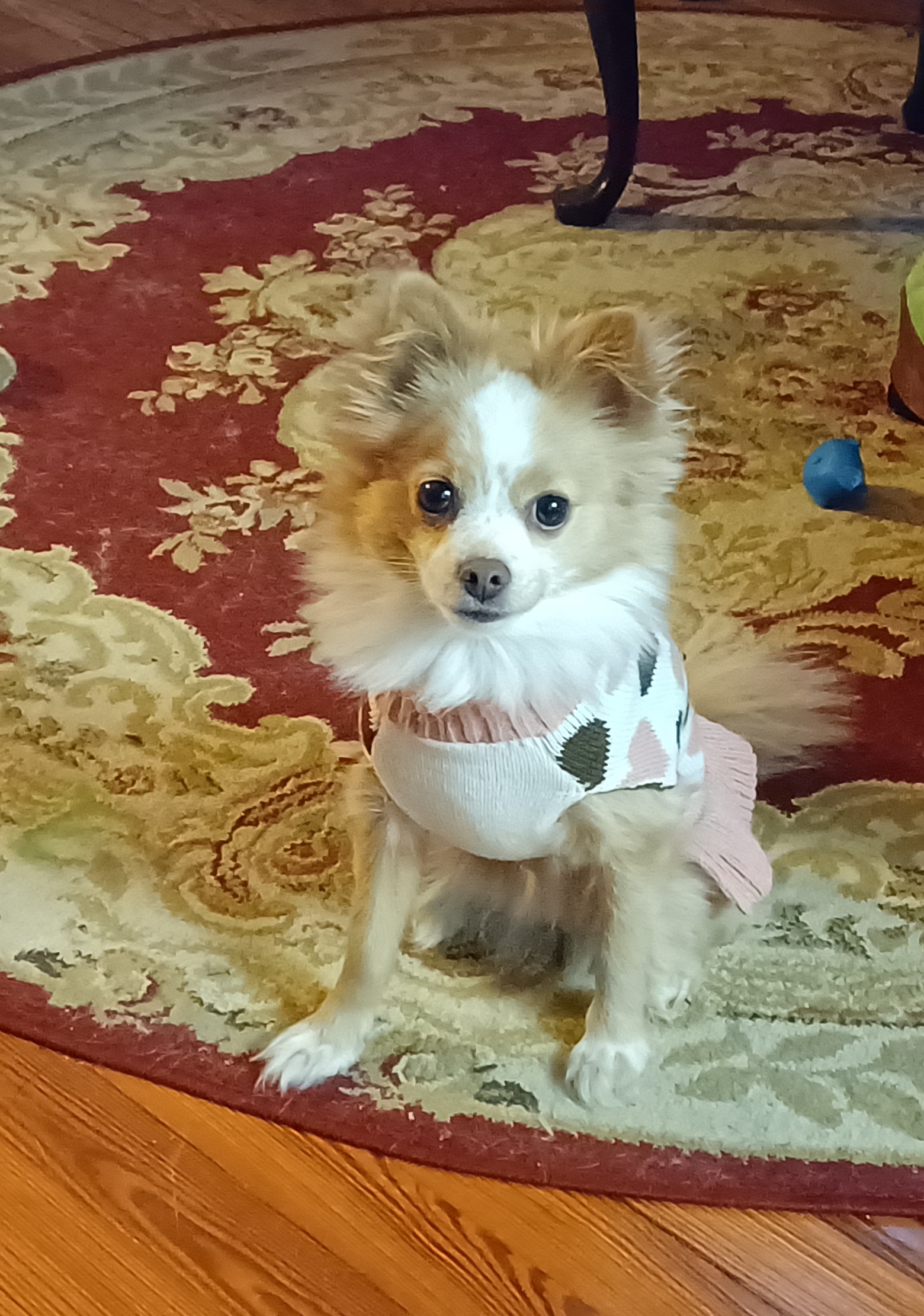 Daizie