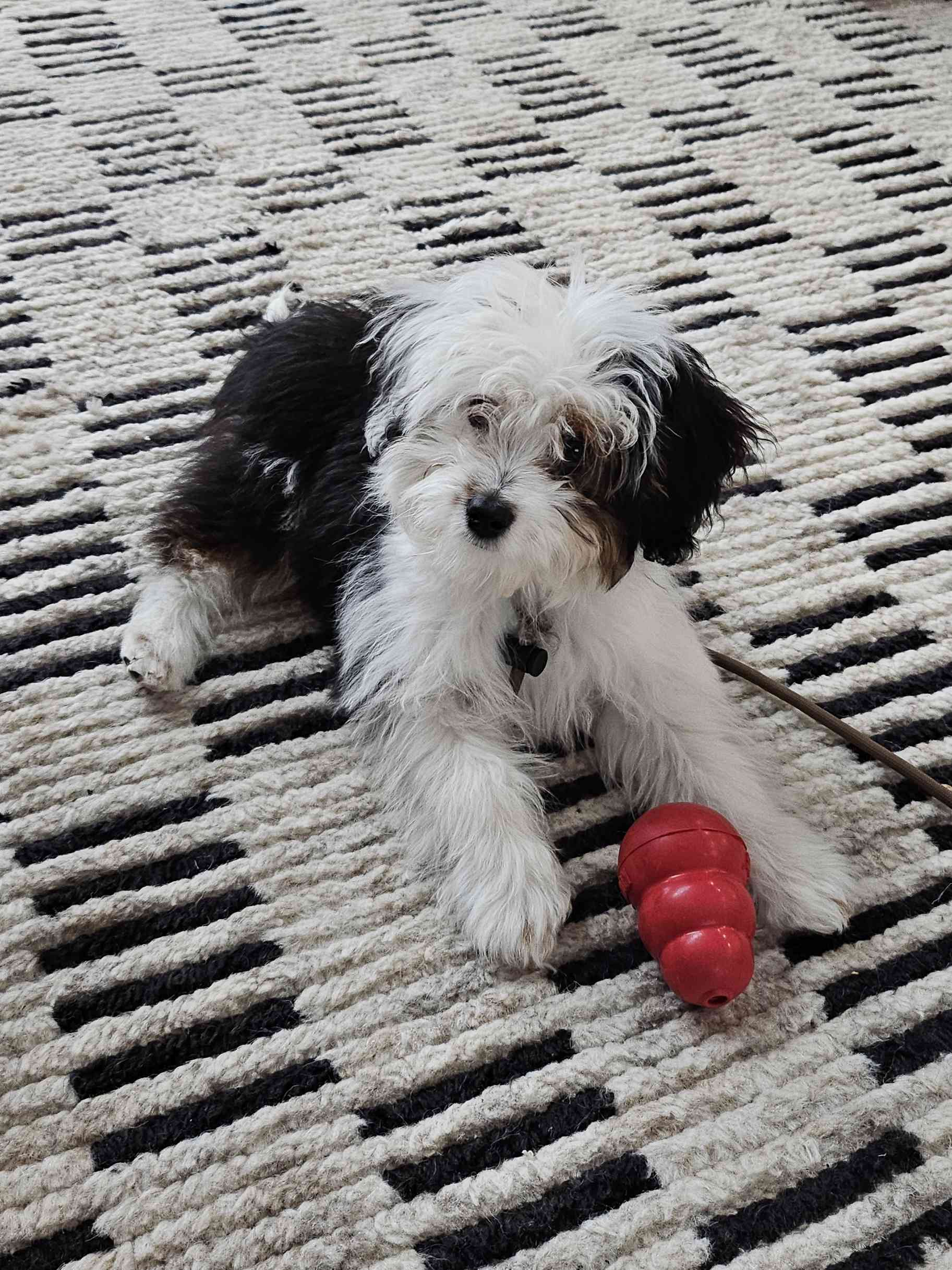 Duke