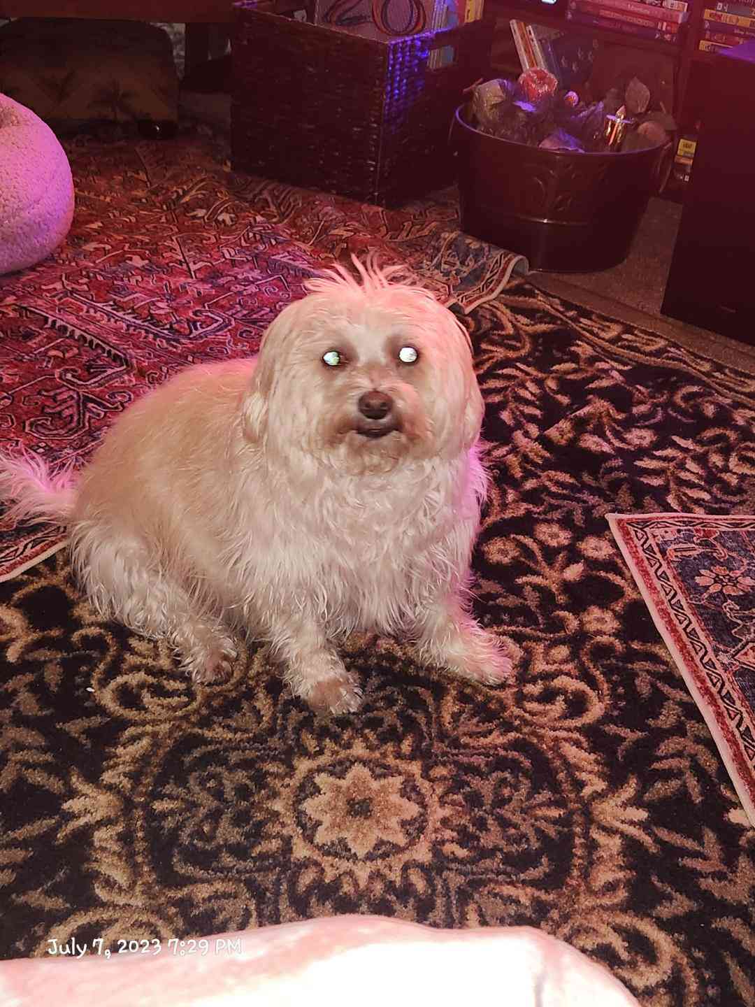 Pet Profile