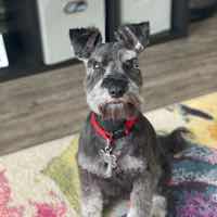 Dog Pet Photo