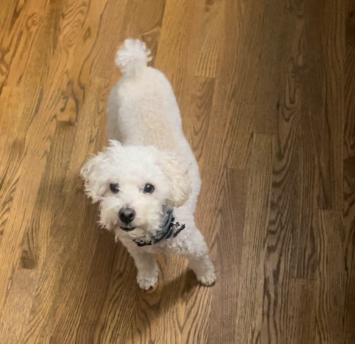 Peanut 