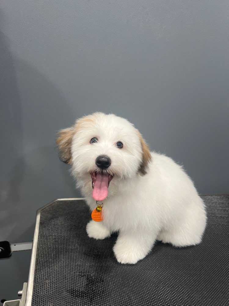 snoopy