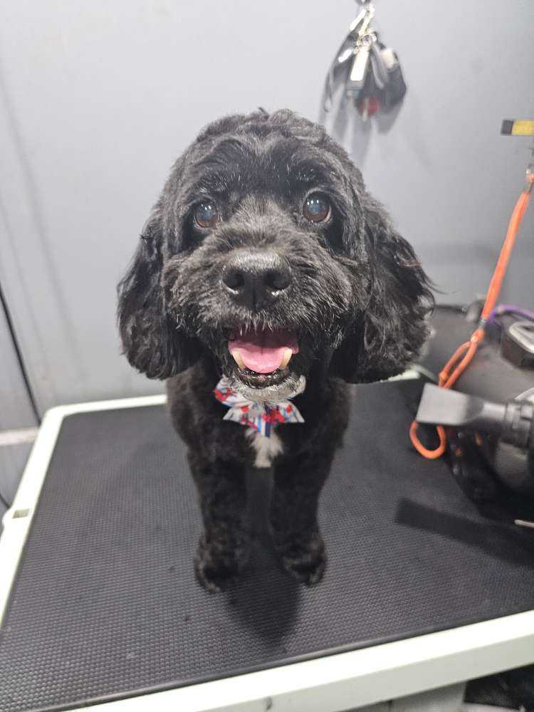 Bentley
