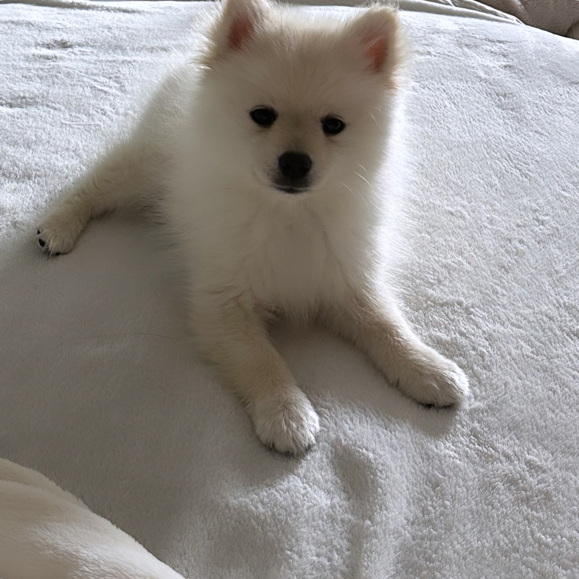 Jonas