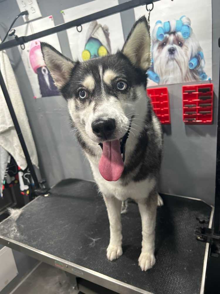 Gracie