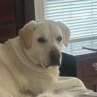harley