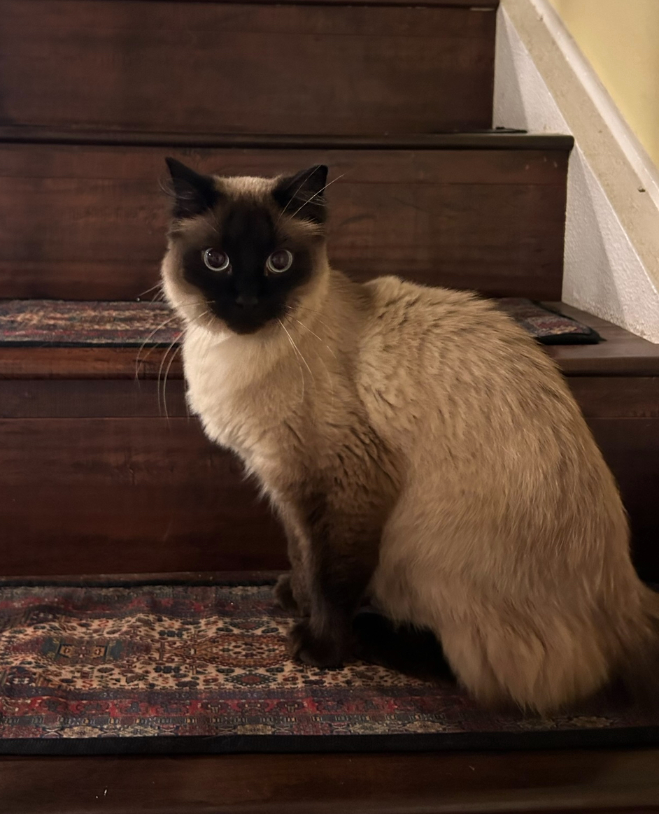Sophia