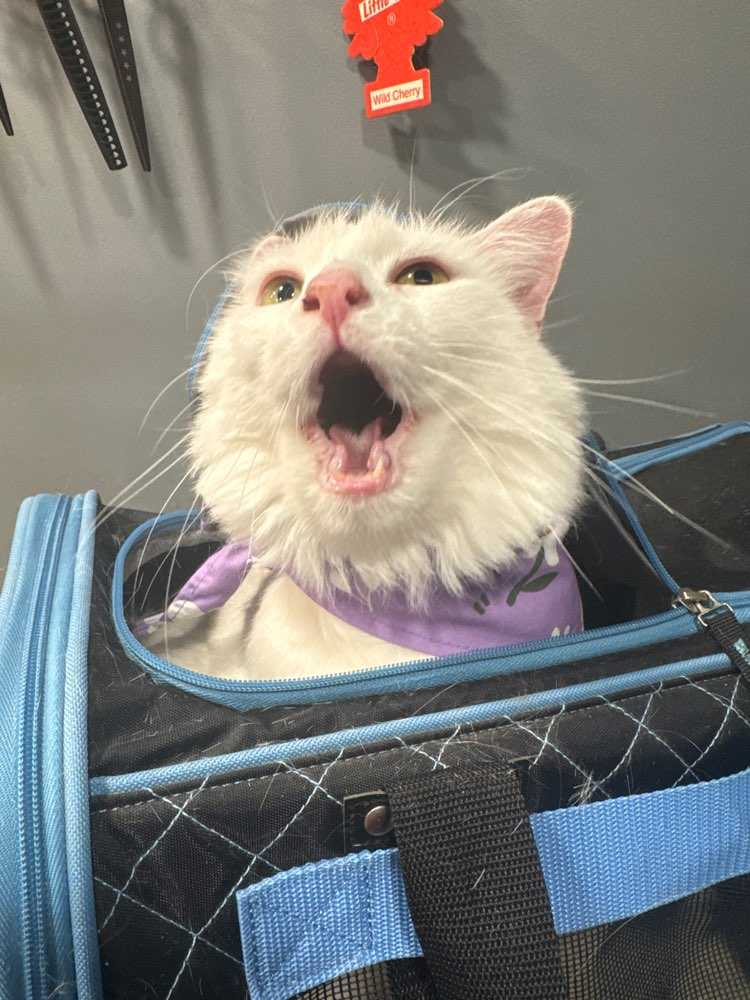 Cotton