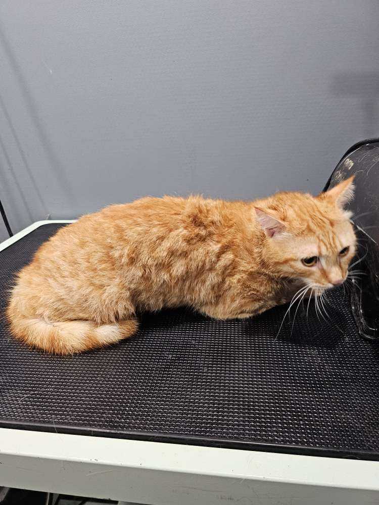 Simba