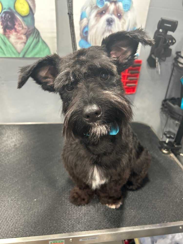 Louie 