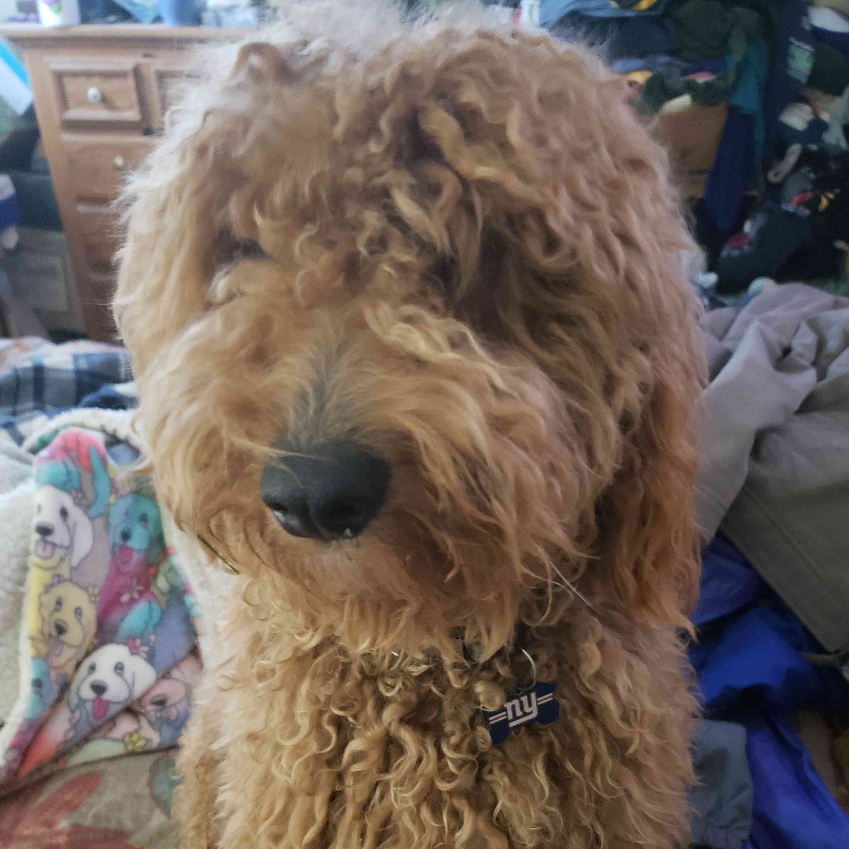 Zeke