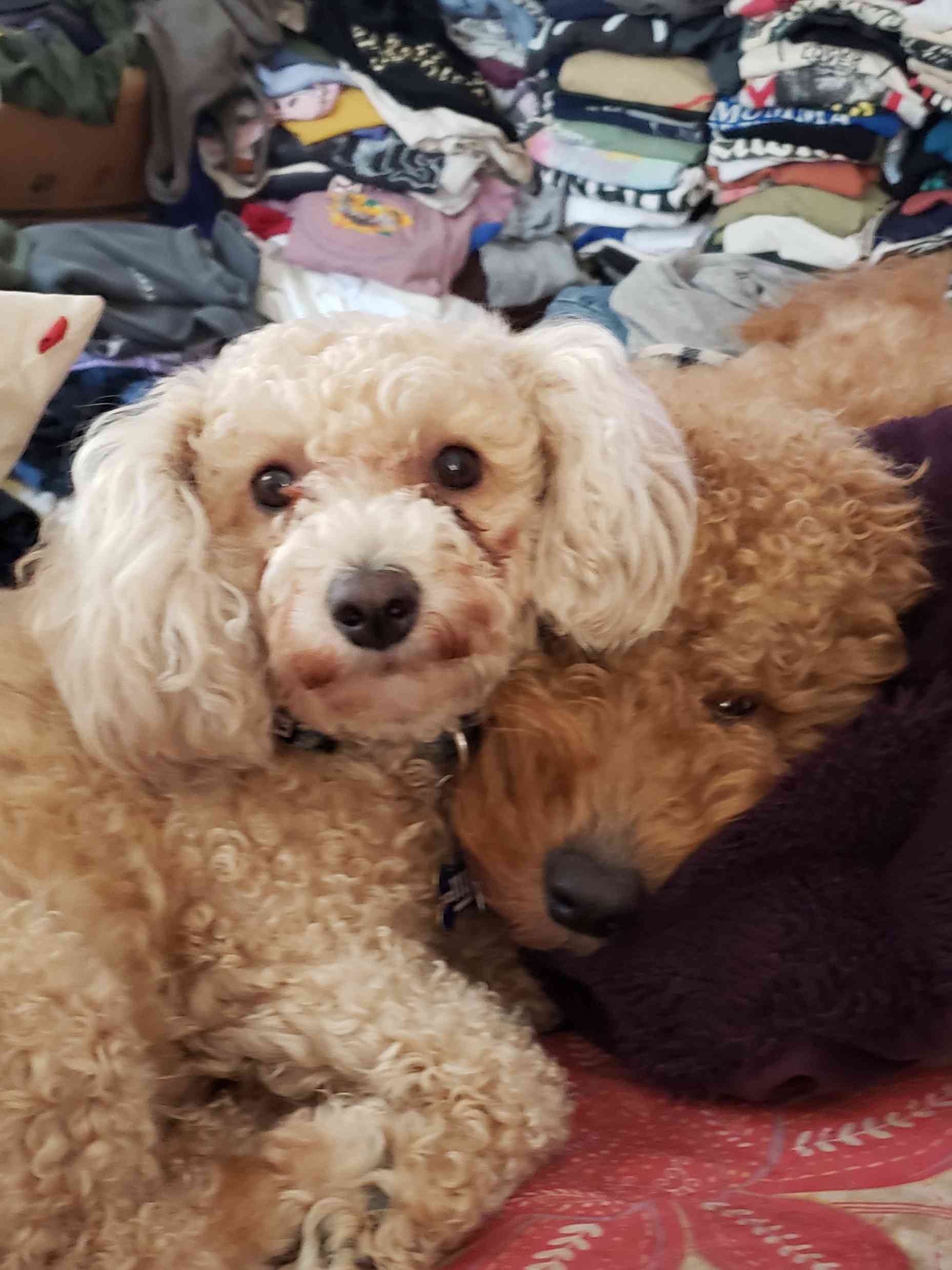 Dog Pet Photo