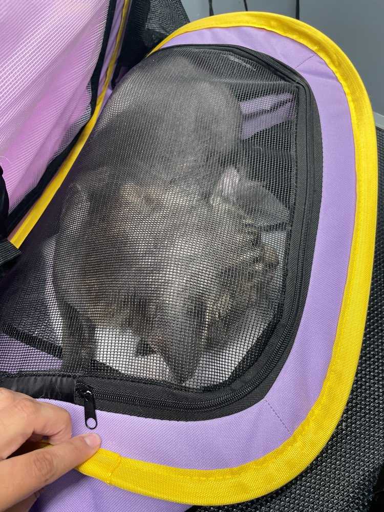 Simon