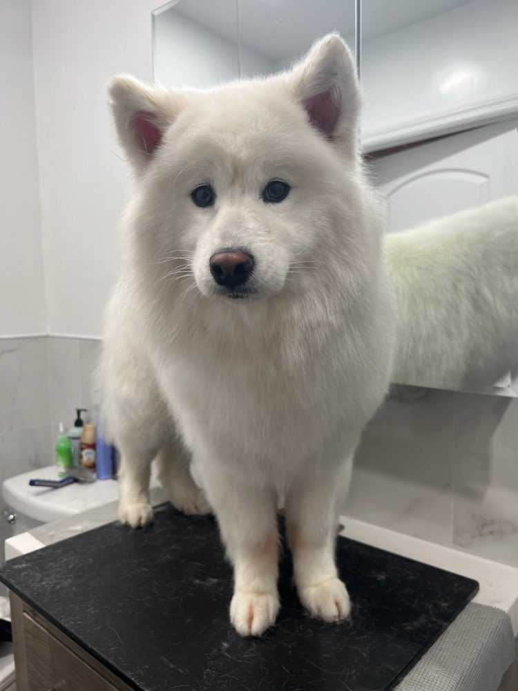 Dog Pet Photo