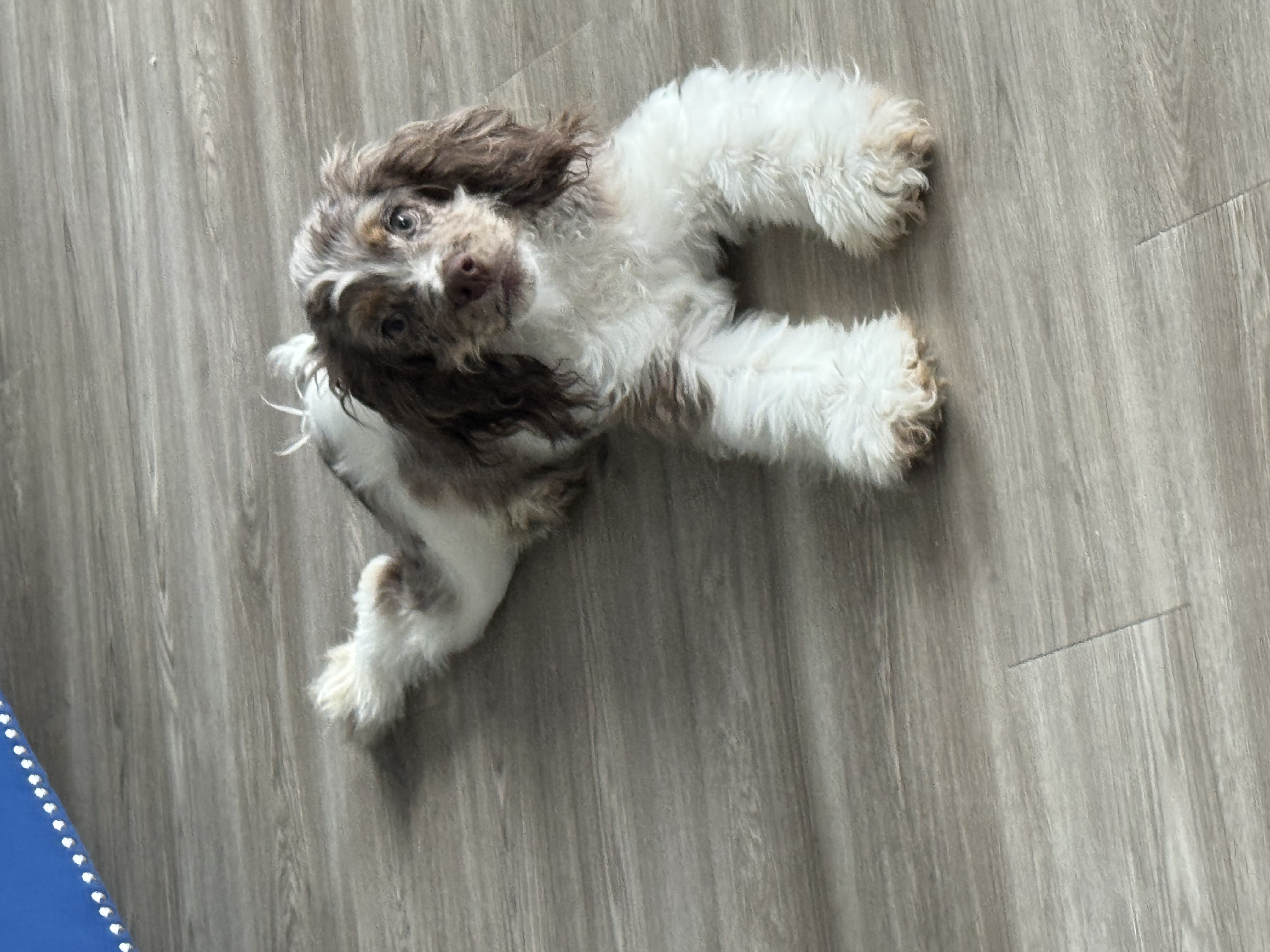 Dog Pet Photo