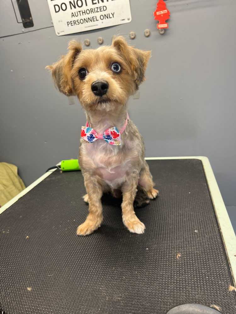 maximus