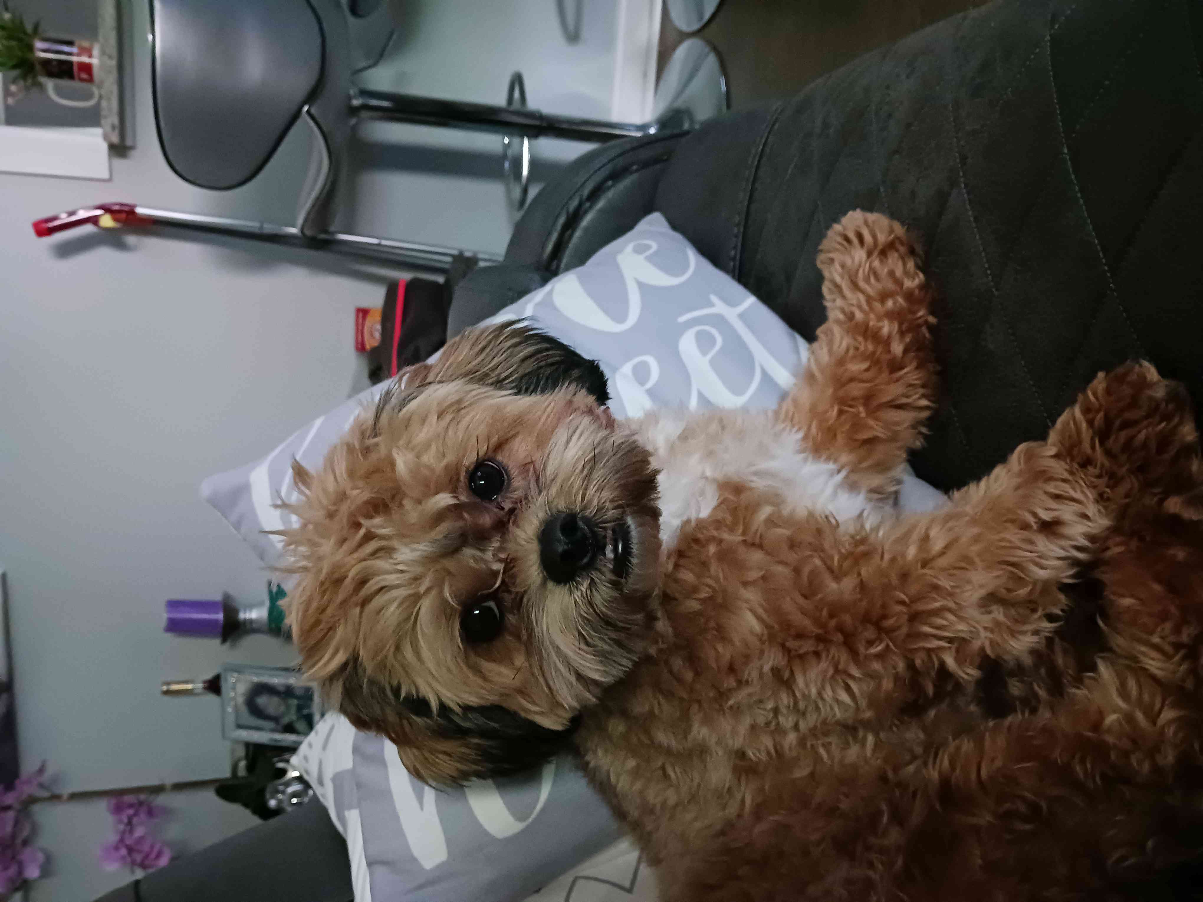 Bailey