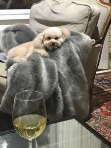 Dog Pet Photo