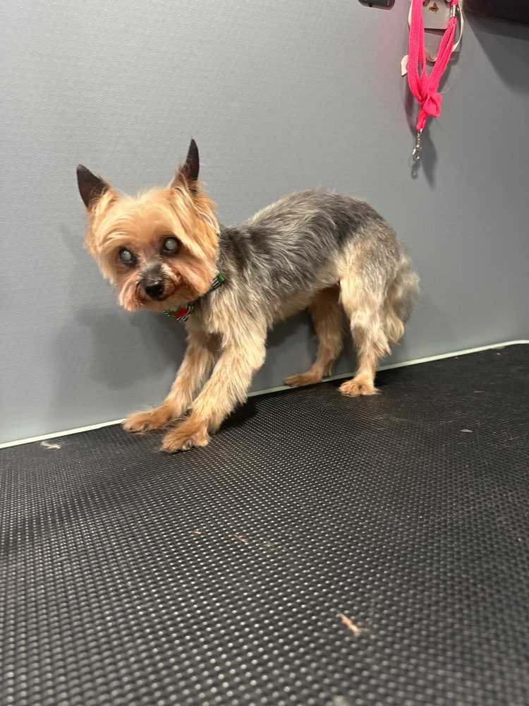 Sophia