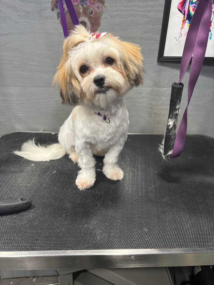 Nova